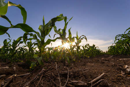 Young Green wheat seedlings growing in a soil field. Close up on sprouting rye agricultural on a field in sunset.の写真素材