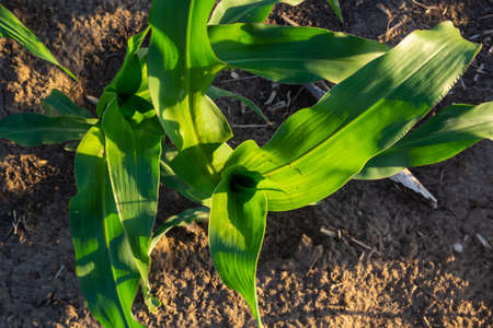 close up of a healthy young cornstalk in a cornfield with soil dry and cracking and now weeds...