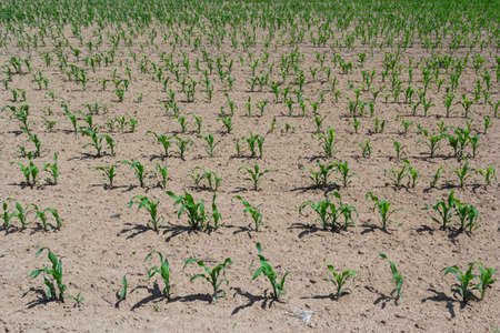 Young Green wheat seedlings growing in a soil field. Close up on sprouting rye agricultural on a...