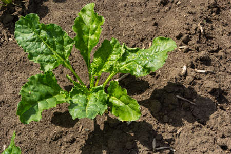 Agricultural scenery of sweet sugar beet field. Sugar beets are young. Sugar beet field.