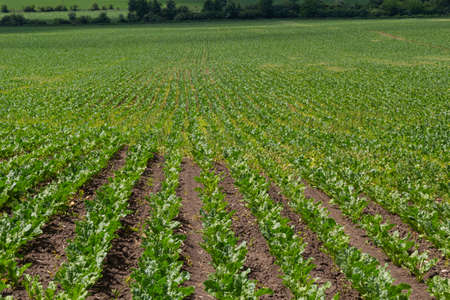 Agricultural scenery of sweet sugar beet field. Sugar beets are young. Sugar beet field.