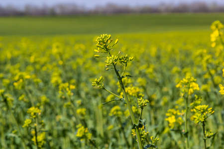 Rapeseeds flowering field. Blooming canola flowers close up. yellow colza oilseeds farming. Brassica napus blooming landscape. green energy. Rapeseed crops.の写真素材