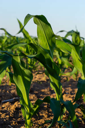 Closeup of green corn sprouts planted in neat rows against a blue sky. Copy space, space for text....
