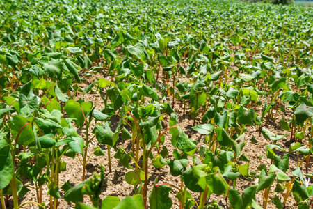 Field of sprout buckwheat on background of sky. Buckwheat, Fagopyrum esculentum, Japanese and...