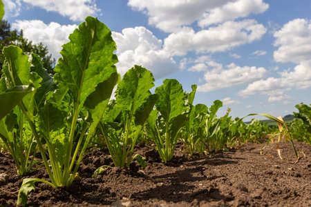 Agricultural scenery of sweet sugar beet field. Sugar beets are young. Sugar beet field.