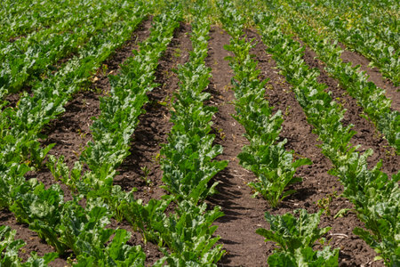 Agricultural scenery of sweet sugar beet field. Sugar beets are young. Sugar beet field.