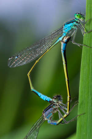 Two dragonflies Zygoptera mate, Odonata is an order of carnivorous insects, encompassing the dragonflies, Anisoptera, and the damselflies, Zygoptera.の写真素材