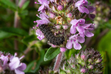 Vanessa Atalanta caterpillar on a thyme flower, in the natural environment.