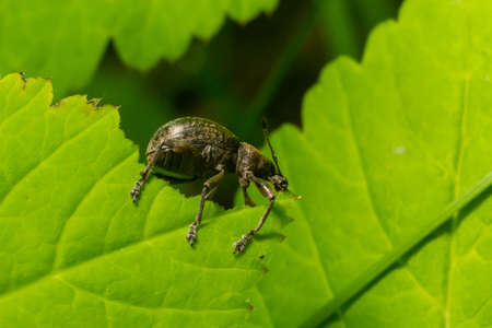 A black vine weevil, Otiorhynchus sulcatus, Family Curculionidae, on a wild privet leaf.の写真素材