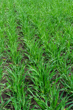 Young wheat seedlings growing in a soil. agriculture and agronomy theme. Organic food produce on the field. natural background.の写真素材