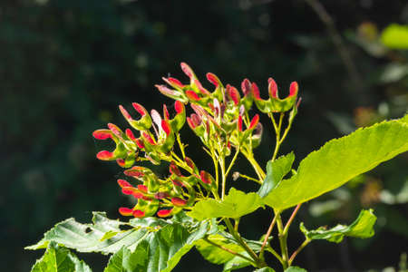 A close up of reddish-pink maturing fruits of Acer tataricum subsp. ginnala Tatar maple or Tatarian...