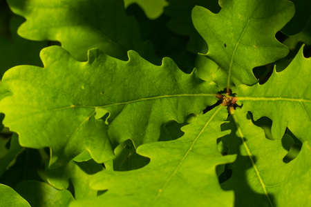 European oak, Quercus robur, spring new leaves under sunlight on a branch.の写真素材