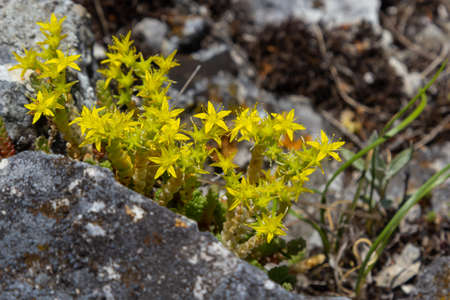Sedum acre, Sedum album is the perennial herbaceous succulent plant with numerous rising stems covered with small thick leaves.の写真素材