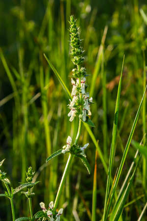 Stachys recta, commonly known as stiff hedgenettle or perennial yellow-woundwort, is an herbaceous...