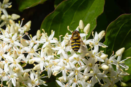 A macro shot of a female hoverfly, Syrphus species, seen in August.