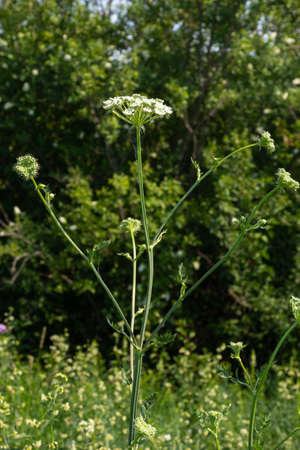 Flowering black cumin, Bunium bulbocastanum in the natural environment on a green background.