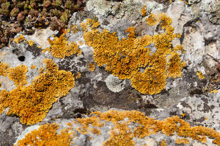 Plenty of small golden colored maritime sunburst lichen, xanthoria parietina, with green moss and some small rocks. Closeup macro image from a walking bridge in Espoo, Finland. springtime.の写真素材