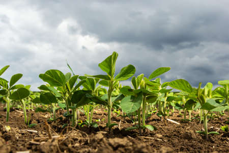 Soybean plant leaf close-up in a field of young plants. Young crops of agricultural crops. selective...