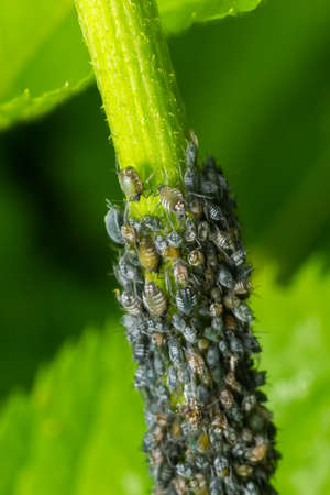 Branch of fruit tree with wrinkled leaves affected by black aphid. Cherry aphids, black fly on...