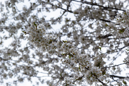 Selective focus of beautiful branches of white Cherry blossoms on the tree under blue sky, Beautiful Sakura flowers during spring season in the park, Floral pattern texture, Nature background.の写真素材
