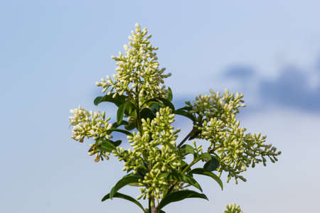 Flowering European privet or Ligustrum vulgare with white flowers and green foliage.の写真素材