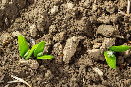 Fresh green soy plants on the field in spring. Rows of young soybean plants.
