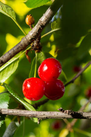 Red Ripe Cherry Berries Prunus subg. Cerasus on tree In Summer Vegetable Garden.