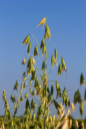 Field of young green Oats. Plantation of oats in the field - crop agricultural industry.