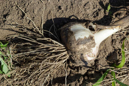 Garlic: Bunch of fresh garlic harvest on soil ground. Freshly dug heads of garlic bulbs.