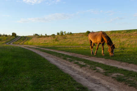 Thin chestnut horse eating grass while grazing on farm grassland pasture.の写真素材