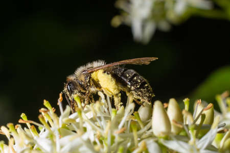 Honey bee with a basket for pollen sits on white flowers Cornus alba, red-barked, white or Siberian...