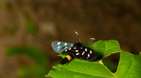 Close up of a nine spotted moth Amata phegea with spread wings.