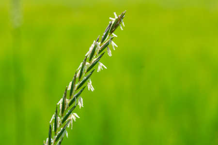 In the wild, a couch grass, Elymus repens, cereal plant grows in the meadow.の写真素材