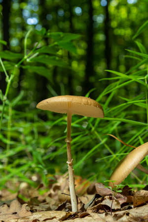 Mushroom on the floor. Xerula is a genus of gilled mushrooms in the family Physalacriaceae.