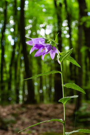 Close-up of flowering nettle-leaved bellflower on dark blurry natural background. Campanula trachelium. Beautiful detail of hairy violet bell shaped flowers on stem with green leaves. selective focus.の写真素材