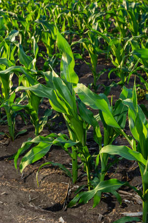 Young Green wheat seedlings growing in a soil field. Close up on sprouting rye agricultural on a...