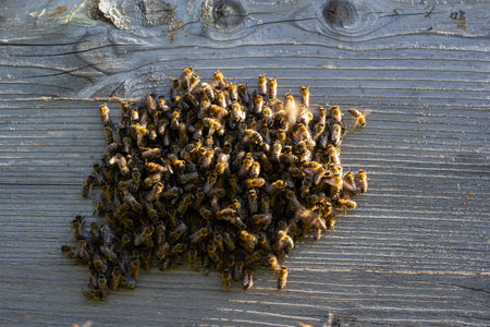 swarm of honey bees flying around beehive. Bees returning from collecting honey fly back to the hive. Honey bees on home apiary, apiculture concept.の写真素材