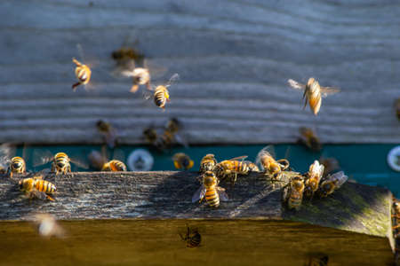 Close up of flying bees. Wooden beehive and bees. Plenty of bees at the entrance of old beehive in apiary. Working bees on plank. Frames of a beehive.の写真素材