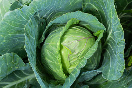 young cabbage grows in the farmer field, growing cabbage in the open field. agricultural business.の写真素材