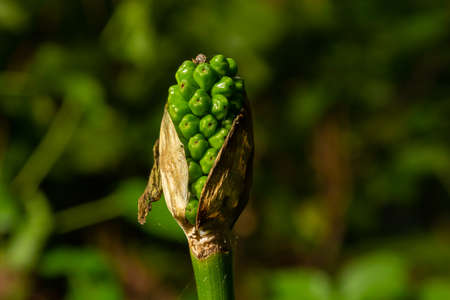 Arum maculatum with red berries also called Cuckoo Pint or Lords and Ladies, poisonous woodland...