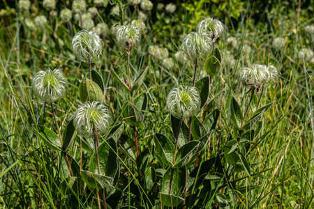 Group of seeds on stems Sugarbowls Leatherflowers in alpine field.の写真素材