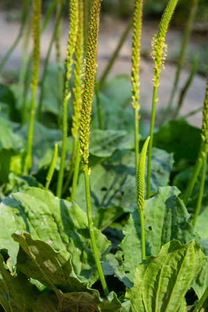 Plantain flowering plant with green leaf. Plantago major leaves and flowers, broadleaf plantain,...