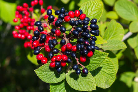 The fruit Viburnum lantana. Is an green at first, turning red, then finally black, wayfarer or...