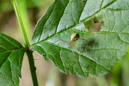 Closeup of the spider Enoplognatha ovata or the similar Enoplognatha latimana, family Theridiidae....