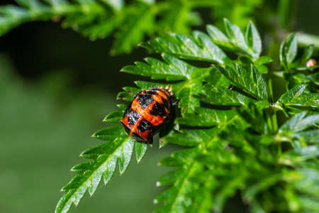 Larva of a ladybug. Scientific name Harmonia axyridis.の写真素材