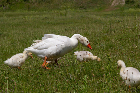 Egyptian goose family in the wild. The female, male and goslings of the Egyptian goose are resting...