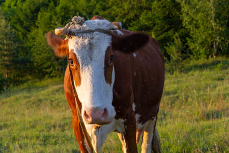 Cows on a summer pasture. summer evening, green grass in the countryside.の写真素材