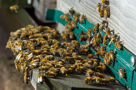 Close up of flying bees. Wooden beehive and bees. Plenty of bees at the entrance of old beehive in...