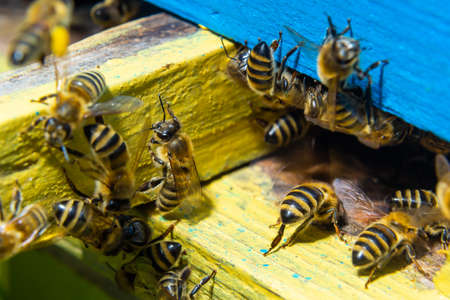 Close up of flying bees. Wooden beehive and bees. Plenty of bees at the entrance of old beehive in apiary. Working bees on plank. Frames of a beehive.の写真素材
