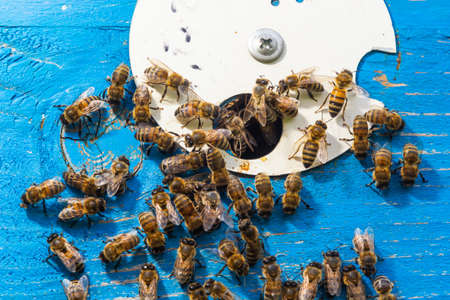 swarm of honey bees flying around beehive. Bees returning from collecting honey fly back to the hive. Honey bees on home apiary, apiculture concept.の写真素材